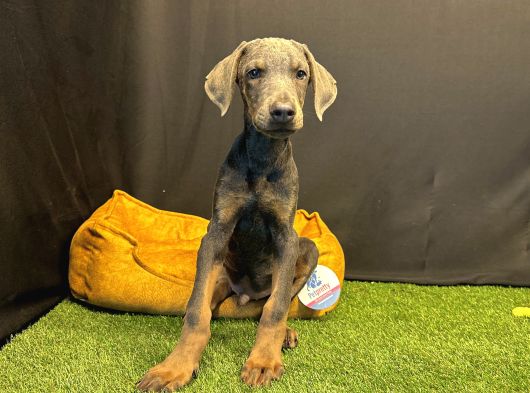 Çok Özel Blue Doberman Club K9 Güvencesiyle görsel