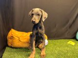 Çok Özel Blue Doberman Club K9 Güvencesiyle