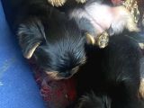 0 numara yorkie terrier yavrular