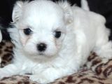 Aileden Kore özel maltese bebekler
