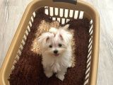 0 Boy Morkie Yavruları