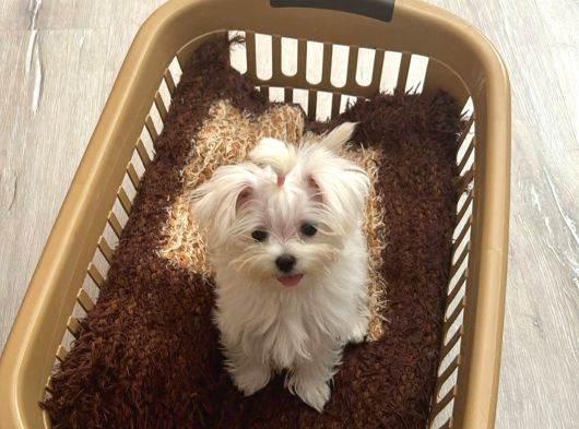 0 Boy Morkie Yavruları görsel