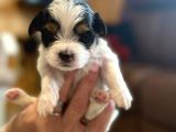 0 Boy Morkie Yavruları