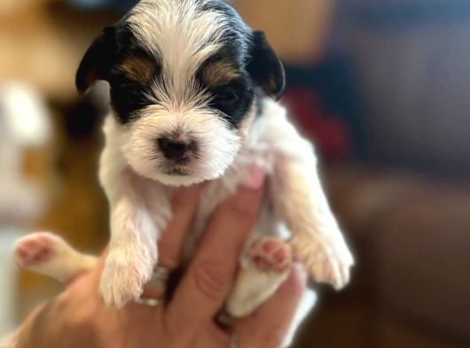 0 Boy Morkie Yavruları görsel