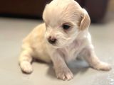 0 Boy Morkie Yavruları