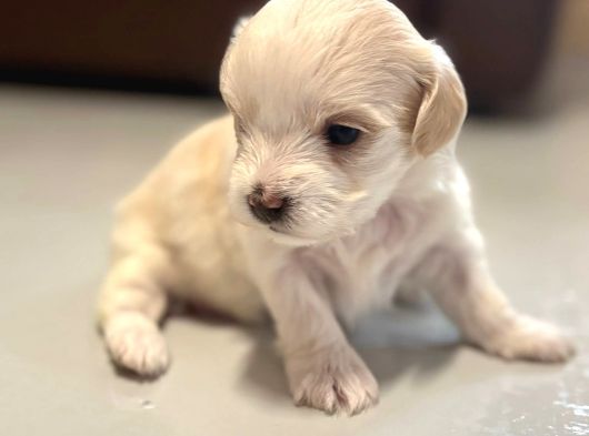 0 Boy Morkie Yavruları görsel