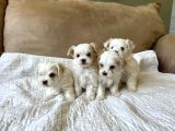 0 Boy Morkie Yavruları