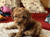 Ailelere uygun 0 boy poodle bebekleri