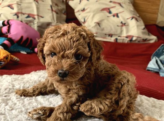 Ailelere Uygun 0 Boy Poodle Bebekleri