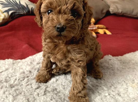Ailelere Uygun 0 Boy Poodle Bebekleri görsel