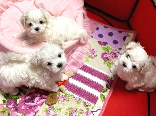 Aileden Kore Özel Maltese Bebekler görsel