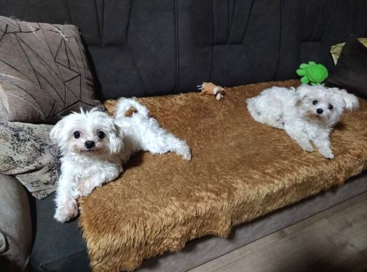 Aileden Kore Özel Maltese Bebekler görsel