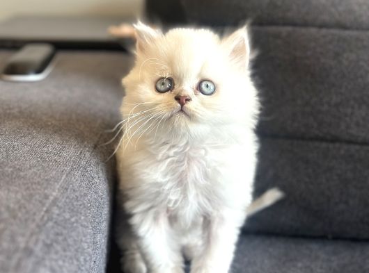 Brittish Longhair Kucak Kedisi görsel