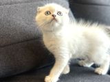 Scottish Fold Yavrularımız