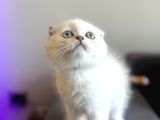 Scottish fold yavrularımız