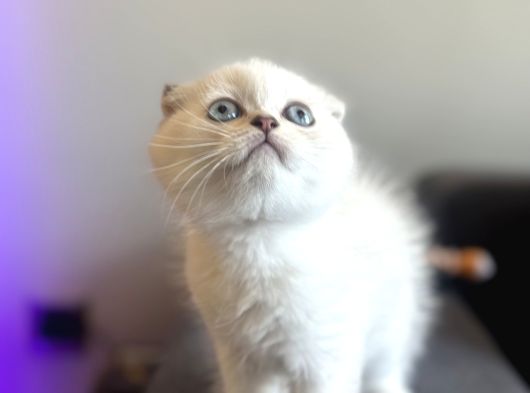 Scottish Fold Yavrularımız