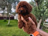 Kore Ve Toy Poodle Bebekler