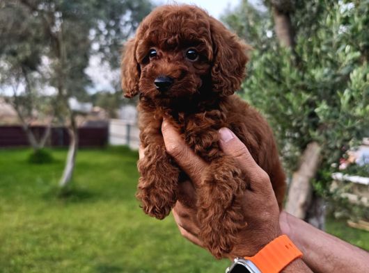 Kore Ve Toy Poodle Bebekler görsel