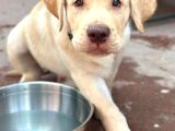Saf Kan Labrador