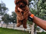Kore ve toy poodle bebekler