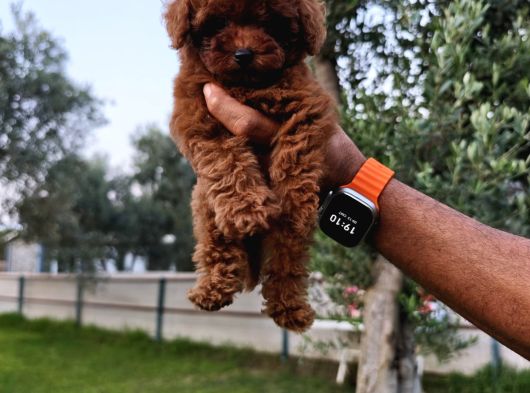 Kore Ve Toy Poodle Bebekler