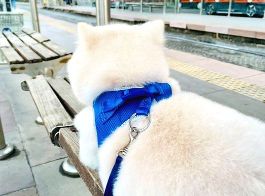 Sevimli Köpeğime Sıcak Yuva Arıyorum görsel