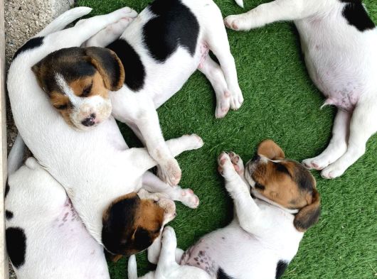 Beagle Yavrulari