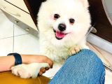 Sevimli Köpeğime Sıcak Yuva Arıyorum