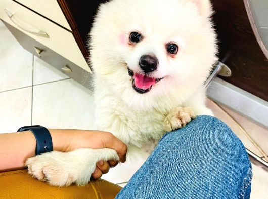 Sevimli Köpeğime Sıcak Yuva Arıyorum görsel