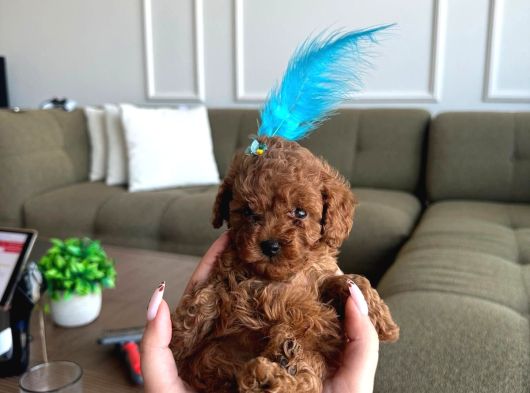 Kore Toy Poodle Yavrularımız
