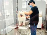 Sevimli köpeğime sıcak yuva arıyorum