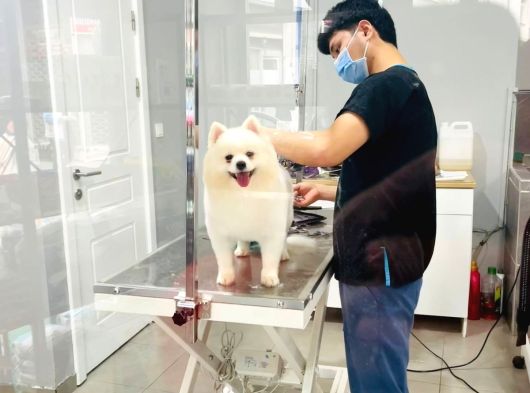 Sevimli Köpeğime Sıcak Yuva Arıyorum