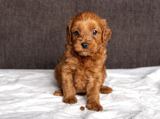 Mi̇ni̇ Boy Malti̇poo Kizimiz