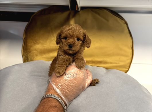 Tea Cup Kore Toy Poodle Bebekleri̇mi̇z görsel