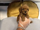 Tea Cup Kore Toy Poodle Bebekleri̇mi̇z