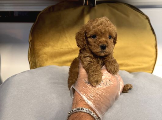 Tea Cup Kore Toy Poodle Bebekleri̇mi̇z görsel
