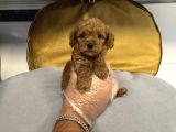 Tea Cup Kore Toy Poodle Bebekleri̇mi̇z