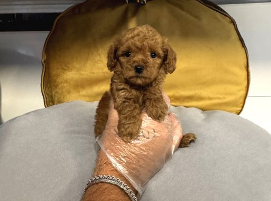 Tea Cup Kore Toy Poodle Bebekleri̇mi̇z görsel