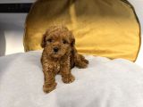 Tea Cup Kore Toy Poodle Bebekleri̇mi̇z