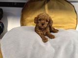 TEA CUP KORE TOY POODLE BEBEKLERİMİZ