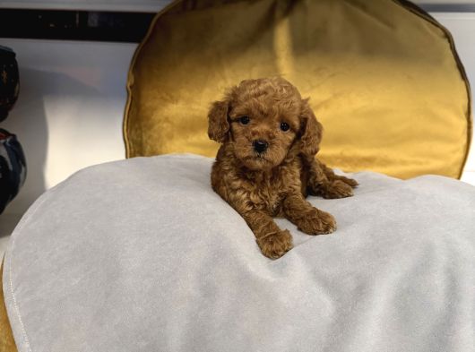 TEA CUP KORE TOY POODLE BEBEKLERİMİZ