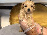 TEA CUP MALTİPOO BEBEKLERİMİZ