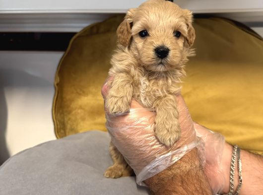 TEA CUP MALTİPOO BEBEKLERİMİZ