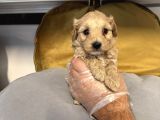Tea Cup Malti̇poo Bebekleri̇mi̇z
