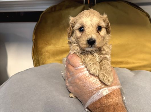 Tea Cup Malti̇poo Bebekleri̇mi̇z görsel