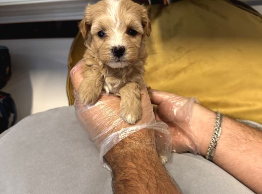Tea Cup Malti̇poo Bebekleri̇mi̇z görsel