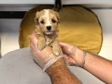 Tea Cup Malti̇poo Bebekleri̇mi̇z