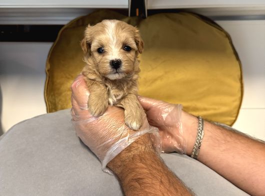Tea Cup Malti̇poo Bebekleri̇mi̇z görsel