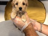 Tea Cup Malti̇poo Bebekleri̇mi̇z