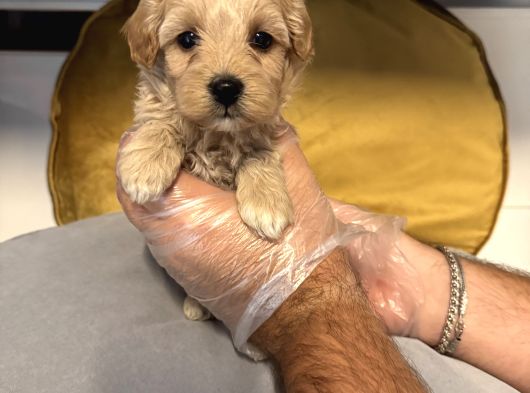 Tea Cup Malti̇poo Bebekleri̇mi̇z görsel